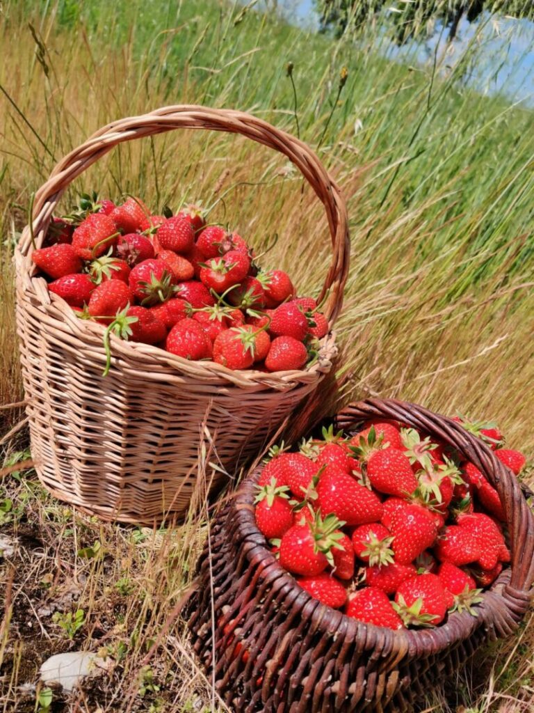 Cueillette de fraise à Pusignan